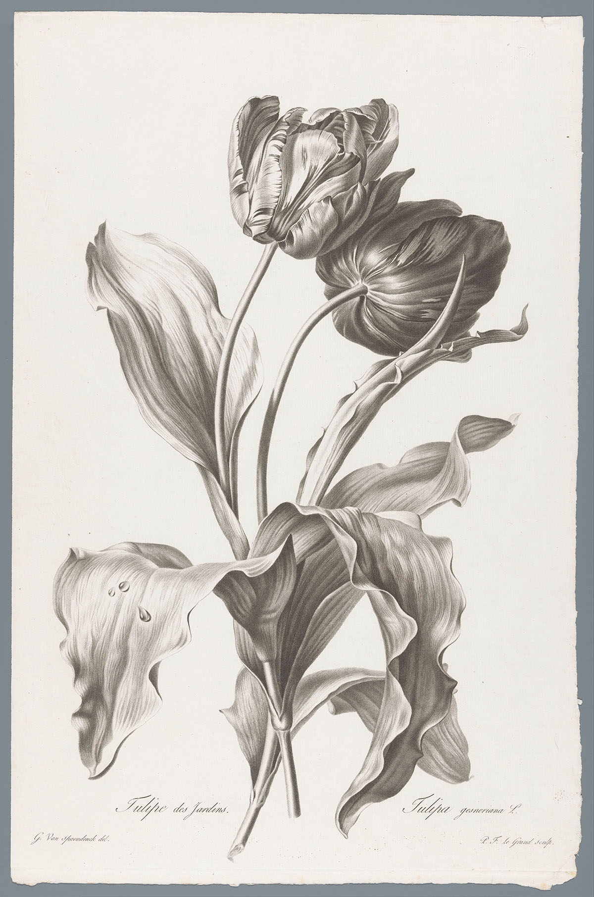Twee tulpen, P.F. Legrand graveur, naar een tekening van Gerard van Spaendonck. De prent gedrukt, zonder inkleuring
